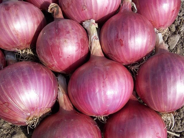 Onion image
